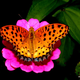 The Indian Fritillary male is found across most of India.